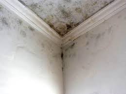 Best Commercial Mold Inspection  in Carey, OH