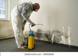 Best Black Mold Removal  in Carey, OH